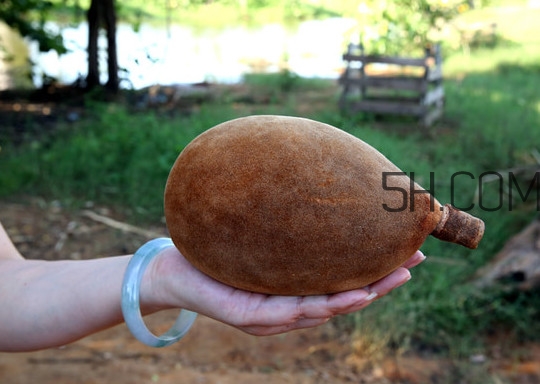猴面包樹和面包樹是同一種植物嗎？猴面包樹能在北方種植嗎