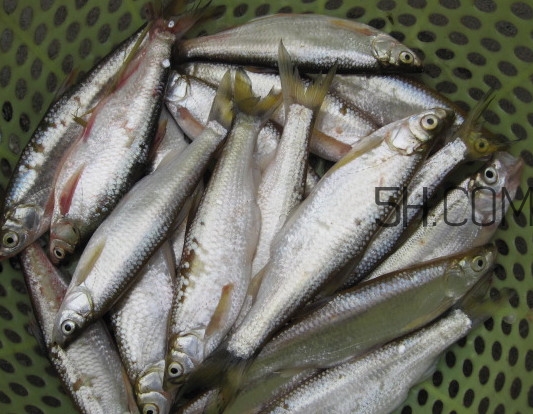 刁子魚(yú)是什么魚(yú)？刁子魚(yú)是翹嘴鲌嗎