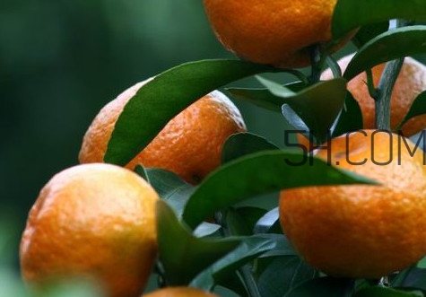 皇帝柑是哪里的特產(chǎn)？皇帝柑是熱性還是涼性？