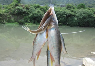 刁子魚怎么挑選？刁子魚怎么做好吃