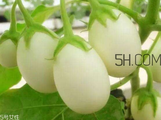 蛋樹可以種植嗎？蛋樹苗哪里可以買到