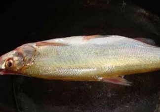 刁子魚是什么魚？刁子魚是翹嘴鲌嗎
