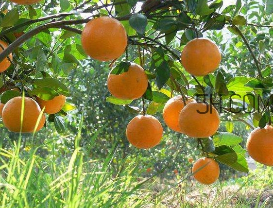 貢柑怎么預(yù)防裂果？貢柑種植管理技術(shù)