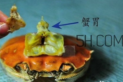 螃蟹的屎在哪里？螃蟹的屎和蟹黃怎么分辨？