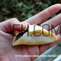 餃子和面用熱水還是冷水？餃子和面要醒多長時間？