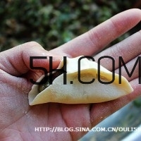 怎么包餃子快又好看？十種家常包餃子的方法~