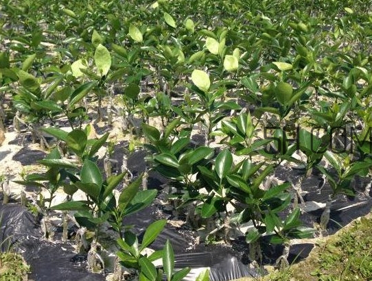 貢柑怎么預(yù)防裂果？貢柑種植管理技術(shù)