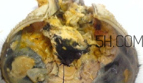 螃蟹的屎在哪里？螃蟹的屎和蟹黃怎么分辨？
