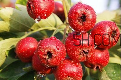 臨產(chǎn)前可以吃山楂嗎？臨產(chǎn)前吃什么有助于順產(chǎn)？