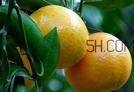 貢柑怎么預(yù)防裂果？貢柑種植管理技術(shù)