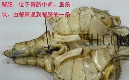 螃蟹的屎在哪里？螃蟹的屎和蟹黃怎么分辨？