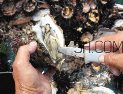 海蠣子壯陽嗎？海蠣子有寄生蟲嗎
