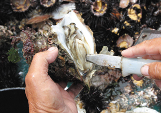 海蠣子壯陽嗎？海蠣子有寄生蟲嗎