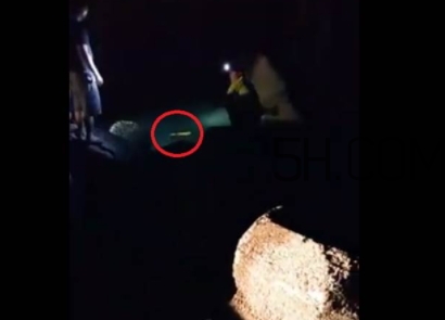 黃金鱸魚是什么品種？黃金鱸魚多少錢一斤