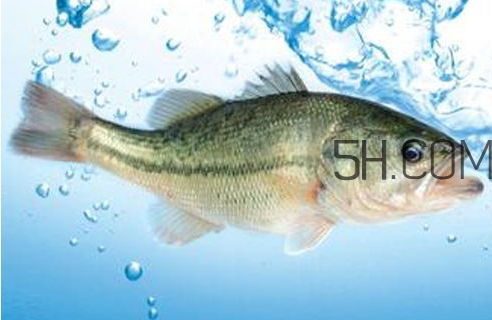 黃金鱸魚是什么品種？黃金鱸魚多少錢一斤