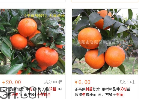 沃柑苗多少錢一株？沃柑為何叫晚熟大王