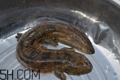 娃娃魚是魚嗎？娃娃魚買賣違法嗎？