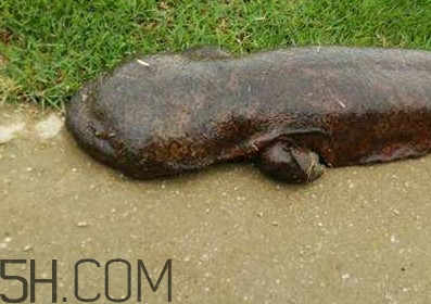 娃娃魚(yú)能養(yǎng)嗎？娃娃魚(yú)可以活多久