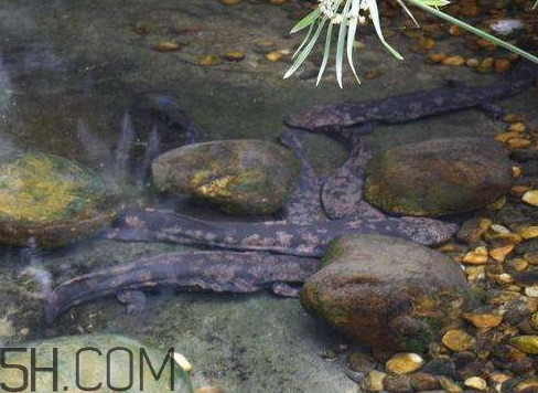 野生娃娃魚和養(yǎng)殖娃娃魚有什么區(qū)別？娃娃魚有毒嗎
