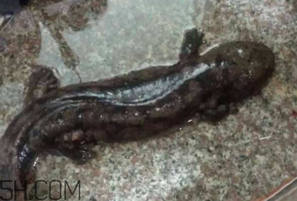 娃娃魚(yú)什么時(shí)候會(huì)叫？娃娃魚(yú)為什么叫娃娃魚(yú)