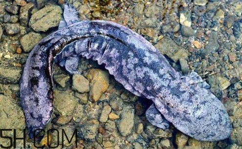 娃娃魚是魚嗎？娃娃魚買賣違法嗎？