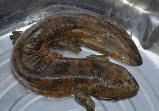 娃娃魚是魚嗎？娃娃魚買賣違法嗎？