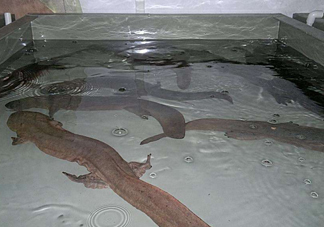 娃娃魚什么時候會叫？娃娃魚為什么叫娃娃魚