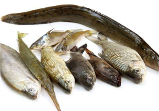 沒(méi)有魚刺的魚是哪種魚？如何挑選魚？