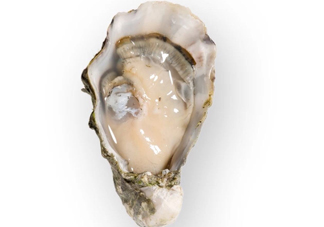 海蠣子是發(fā)物嗎？海蠣子什么人不能吃