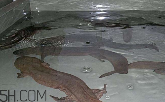 娃娃魚(yú)什么時(shí)候會(huì)叫？娃娃魚(yú)為什么叫娃娃魚(yú)