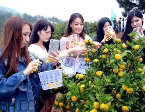 南豐蜜桔節(jié)什么時候？2017南豐蜜桔節(jié)時間