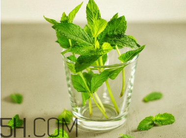 感冒可以喝酒嗎？薄荷治療感冒的方法
