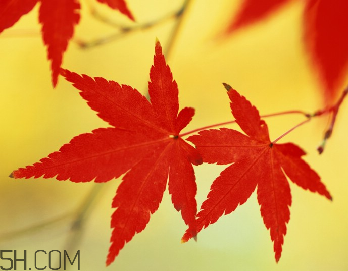 楓葉幾月份最紅？楓葉幾月的時(shí)候最美？