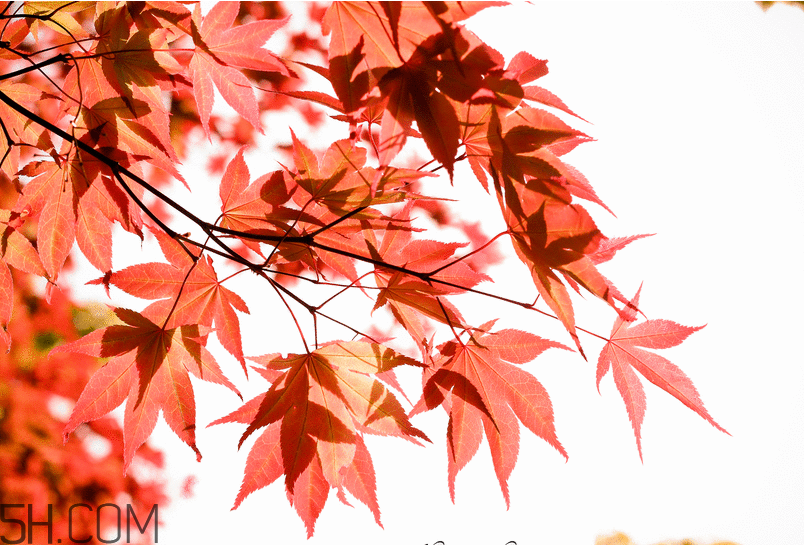 楓葉幾月份最紅？楓葉幾月的時(shí)候最美？