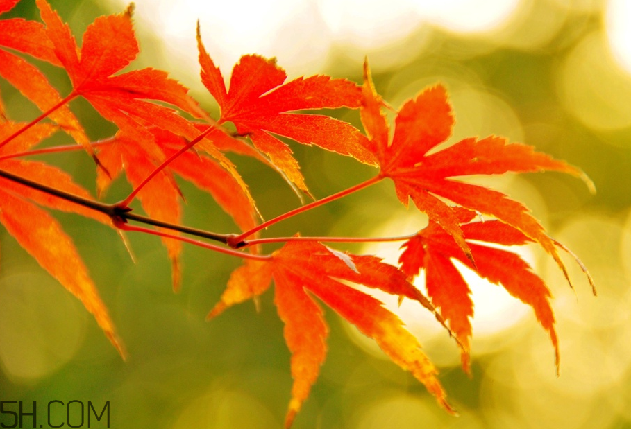 楓葉幾月份最紅？楓葉幾月的時(shí)候最美？