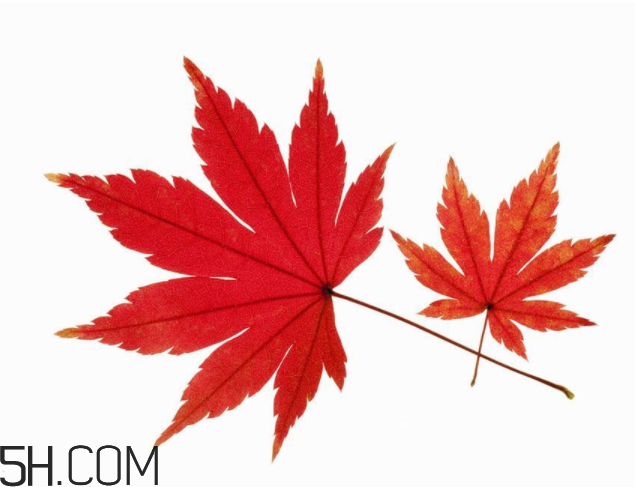 楓葉可以用來做什么？楓葉可以染頭發(fā)嗎？