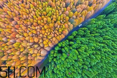 楓葉可以用來做什么？楓葉可以染頭發(fā)嗎？
