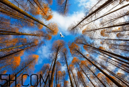 楓葉可以用來做什么？楓葉可以染頭發(fā)嗎？