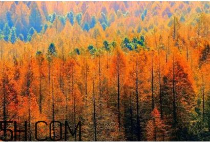 楓葉可以用來做什么？楓葉可以染頭發(fā)嗎？