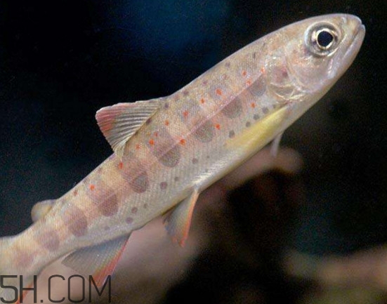 鮭魚是三文魚嗎？鮭魚的營養(yǎng)價值