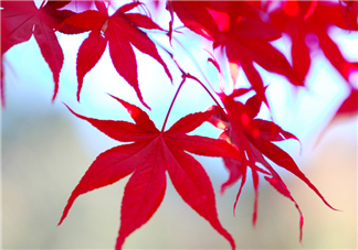楓葉幾月份最紅？楓葉幾月的時(shí)候最美？