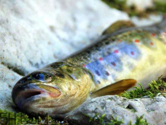鮭魚(yú)是什么魚(yú)？鮭魚(yú)多少錢(qián)一斤
