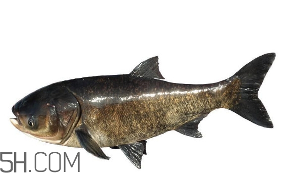胖頭魚是什么魚？胖頭魚是發(fā)物嗎
