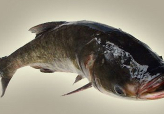 胖頭魚是什么魚？胖頭魚是發(fā)物嗎