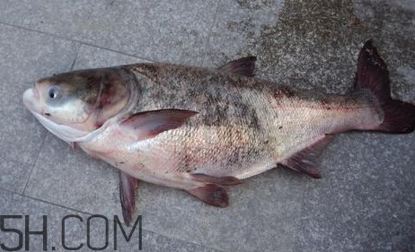 胖頭魚(yú)是花鰱魚(yú)嗎？胖頭魚(yú)是河魚(yú)還是海魚(yú)