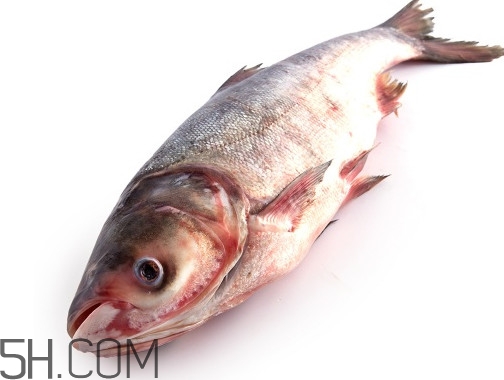 胖頭魚為什么叫胖頭魚？胖頭魚能長到多大