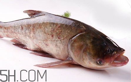 胖頭魚(yú)可以做魚(yú)丸嗎？胖頭魚(yú)可以做酸菜魚(yú)嗎