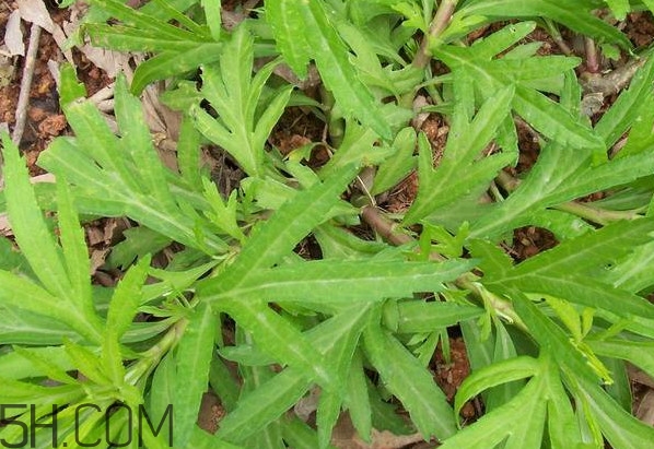 擇藜蒿手臟怎么洗？藜蒿和水芹菜的區(qū)別