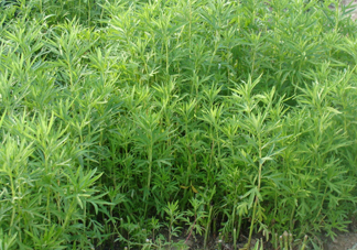 藜蒿是什么植物？藜蒿怎么種植