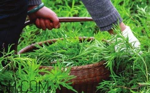 藜蒿多少錢一斤？藜蒿和蘆蒿是同一種菜嗎？